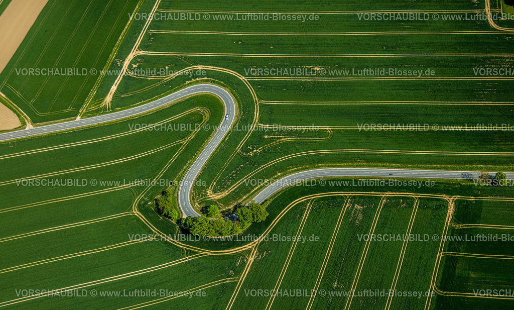 Brakel240504896Erkeln | Luftbild, Serpentine der Landesstraße L863, schlangenförmige Straße führt durch grüne gestreifte Felder, Baumgruppe am Straßenrand, Erkeln, Brakel, Ostwestfalen, Nordrhein-Westfalen, Deutschland