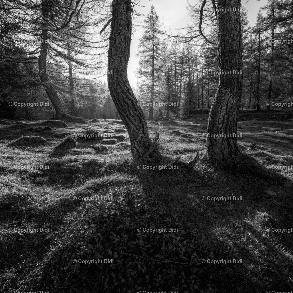 1-11-1025-1025 | Didi - Realisiert mit Pictrs.com