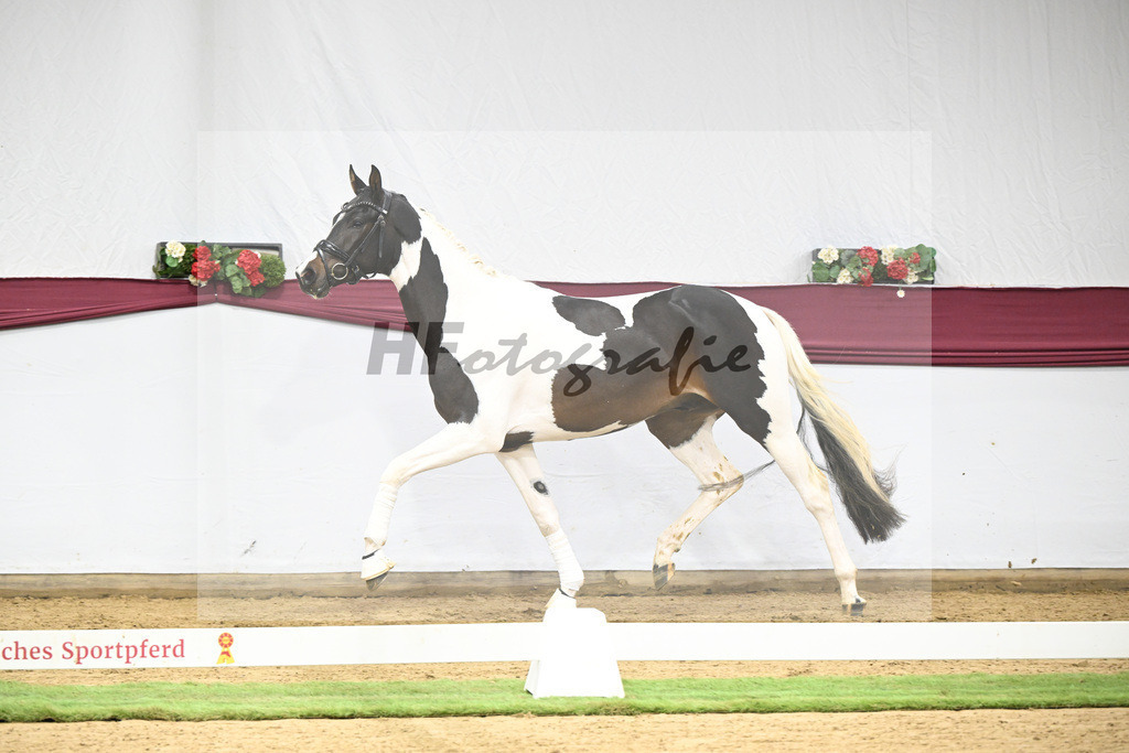 Kat-Nr. 117 Classic Deluxe x Don Martillo_Horst Schepper_47254030 | hf-fotografie - Realisiert mit Pictrs.com