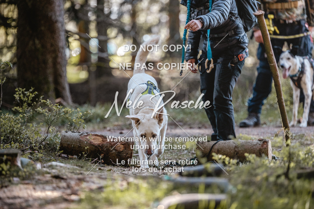6Z1A0740 | nelerasche