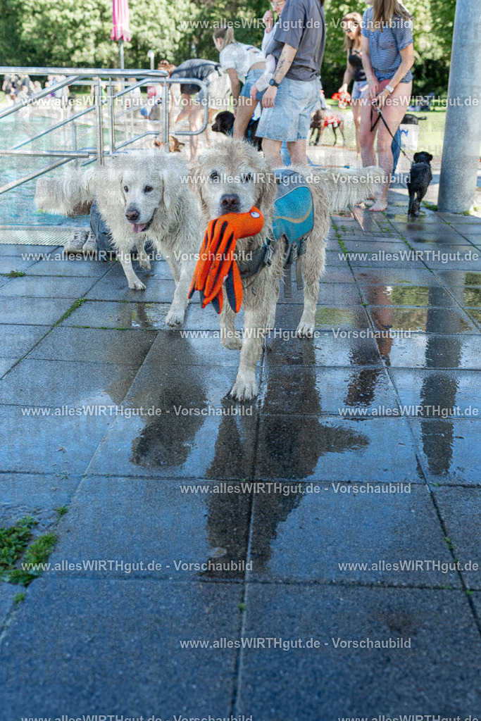 Hundeschwimmen_Volksbad_2026-allesWIRTHgut_Tierfotografie-2609061301-121135-7R500406 | Professionelle Tierfotografie in Mönchengladbach von Daniel Wirth (allesWIRTHgut). Liebevolle & natürliche Bilder von Hunden & Katzen für unvergessliche Erinnerungen.