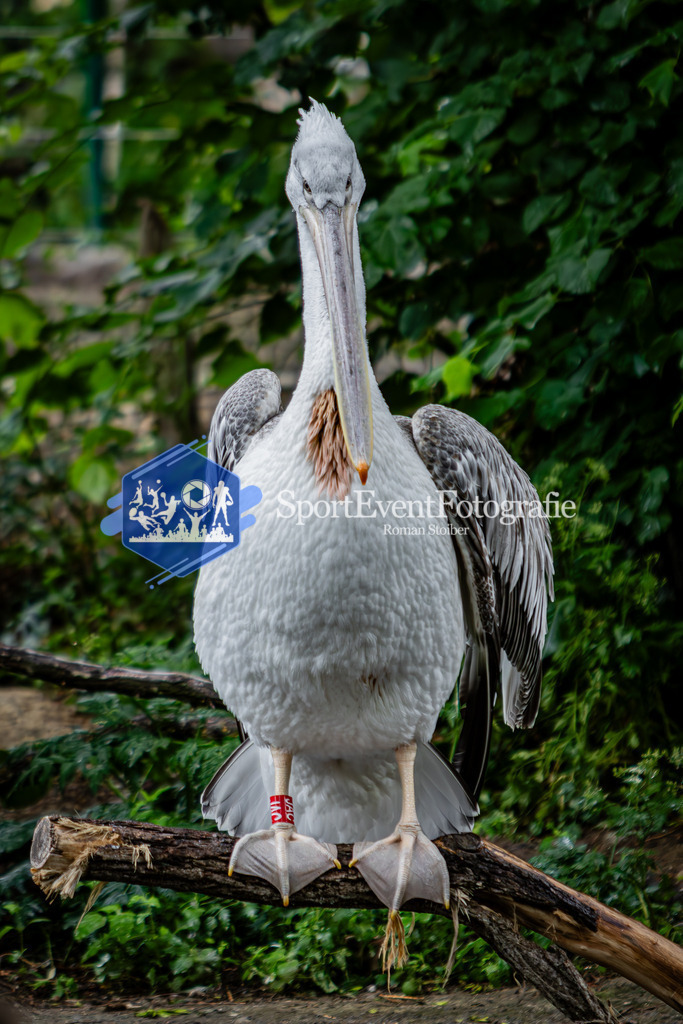 IMG_5823 | SportEventFotografie - Roman Stoiber