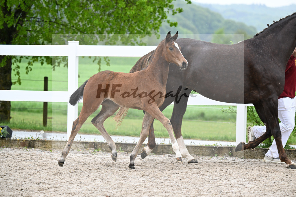 Kat-Nr. 52 SF Lindenberg x Finnigan_Wiedemann_23261398 | hf-fotografie - Realisiert mit Pictrs.com