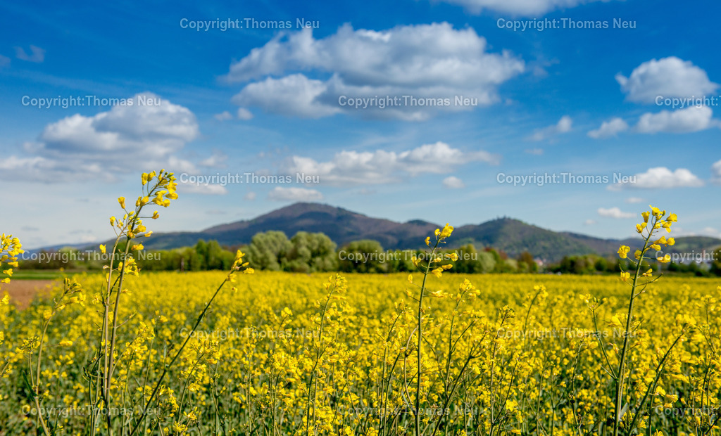 Rapsbluete-bergstrasse-odenwald-fruehling-hessen-Fotografie-Thomas-Neu-14 | Ein leuchtend gelbes Rapsfeld prägt im Frühjahr die Landschaft an der Bergstraße. Im Hintergrund erheben sich die bewaldeten Hügel des Odenwaldes mit dem markanten Melibokus und dem Schloss Auerbach ,Bild: Thomas Neu