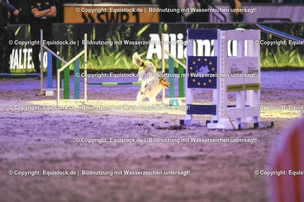 20231115_Dog-Agility_0229_TOMsPiC | Foto: Thomas Hartig