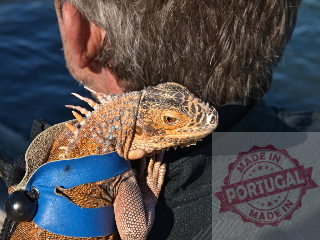 Man carrying pet green iguana on shoulder | Pet iguana wearing a blue harness resting on a man's shoulder outdoors - Realized with Pictrs.com
