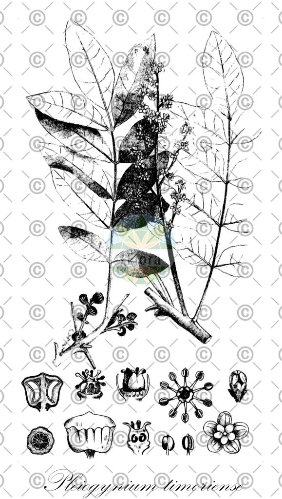 HistAbb_wfo-0001267802_1_ENZY_Simple | Historische Abbildung von Pleiogynium timoriense - Anacardiaceae | Historical Illustration of Pleiogynium timoriense - Anacardiaceae