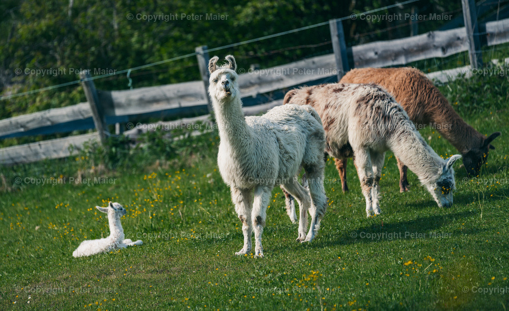 Mallnitz_24-66 | piet_flosse