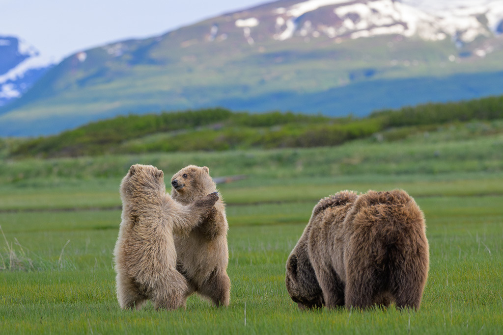 Alaska | Braunbären im Katmai National Park. - Realisiert mit Pictrs.com