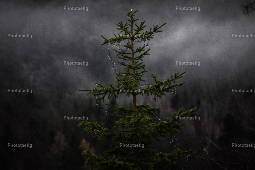 IMG_5291 | phototaetig