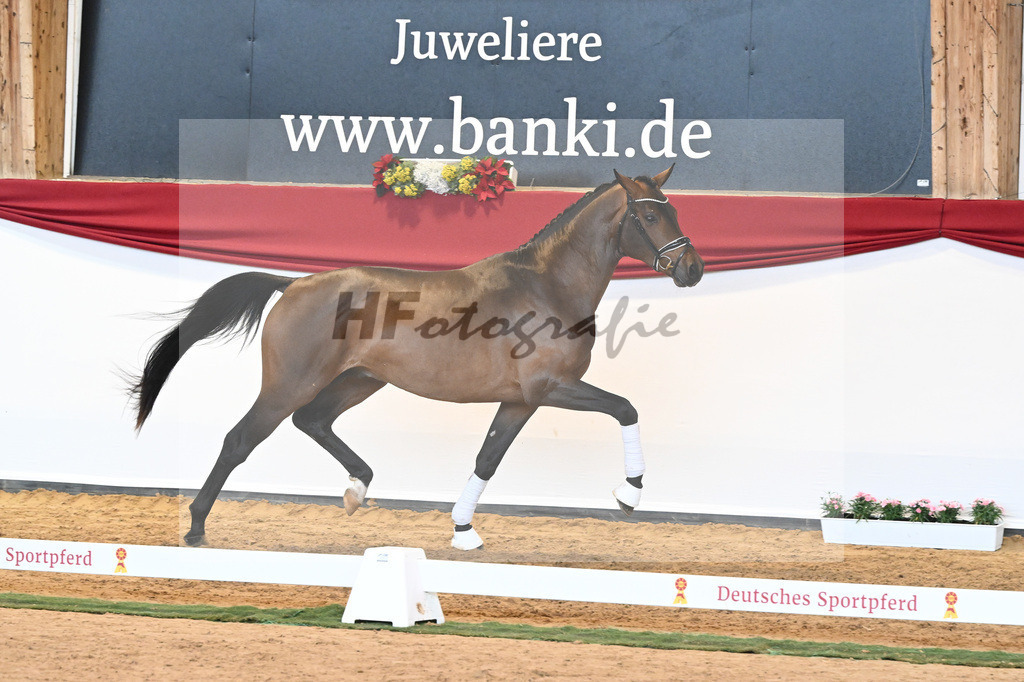 Kat-Nr. 55 Va Bene x Goldberg_Kuntz_43230571 | hf-fotografie - Realisiert mit Pictrs.com