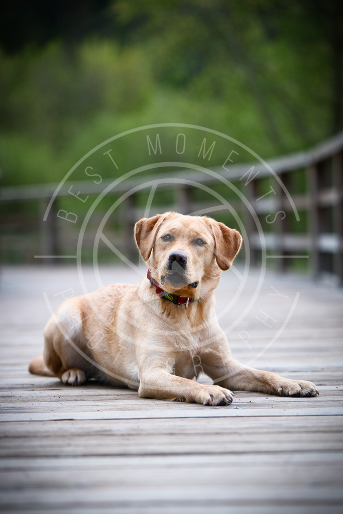 DSC_3061 | best-moments-photography - Realisiert mit Pictrs.com