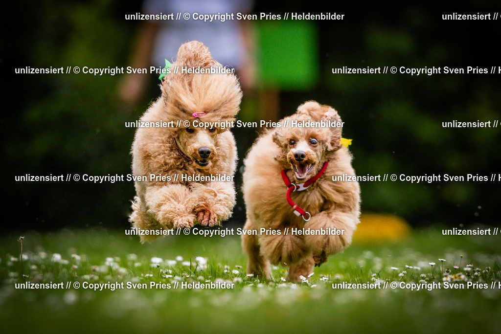 Sven Pries | 2025-05-29 - Pudelrennen KA-Durlach - Realisiert mit Pictrs.com