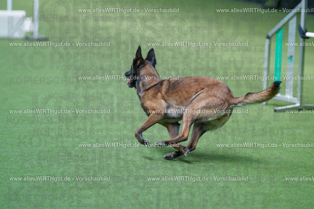 @allesWIRTHgut_Tierfotografie - www.allesWIRTHgut.de - 2604261404-7R503372 | Professionelle Tierfotografie in Mönchengladbach von Daniel Wirth (allesWIRTHgut). Liebevolle & natürliche Bilder von Hunden & Katzen für unvergessliche Erinnerungen.