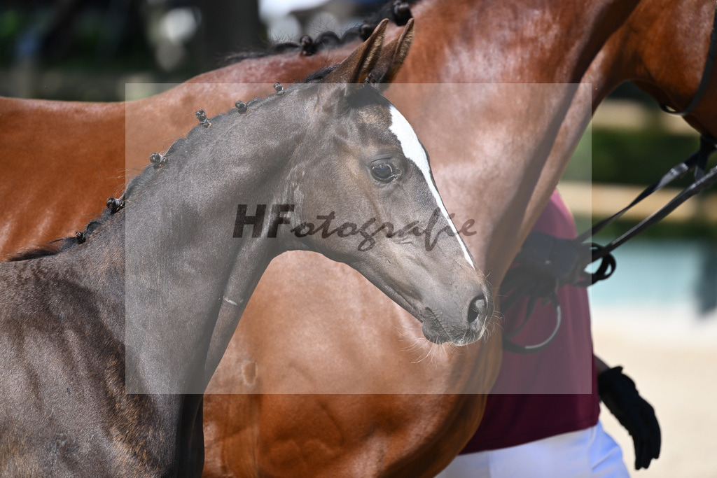 Praesentation Auktionsfohlen_36230237 | hf-fotografie - Realisiert mit Pictrs.com