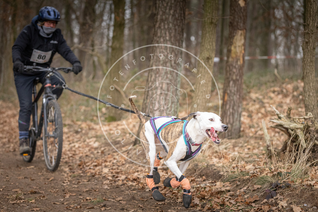 Pfotenfotografie_DV3A5688 | Hundefotografie, Tierfotograf, Pfotenfotografie, Fotoshooting Hund, Hunde Portrait, Hundesport, Hundeportraits, Heideshooting, Hunde, Sportfotograf, Hundefotograf, Turnierhundsport, THS,  - Realisiert mit Pictrs.com