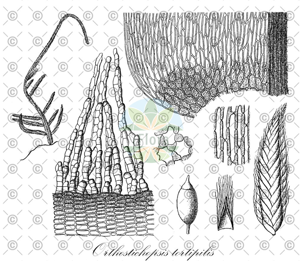 HistAbb_wfo-0001189501_1_ENZY_Simple | Historische Abbildung von Orthostichopsis tortipilis - Pterobryaceae | Historical Illustration of Orthostichopsis tortipilis - Pterobryaceae