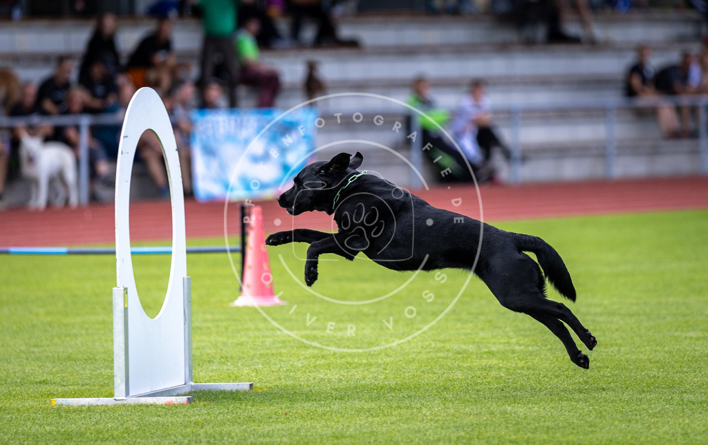 Pfotenfotografie_DV3A3192 | Hundefotografie, Tierfotograf, Pfotenfotografie, Fotoshooting Hund, Hunde Portrait, Hundesport, Hundeportraits, Heideshooting, Hunde, Sportfotograf, Hundefotograf, Turnierhundsport, THS,  - Realisiert mit Pictrs.com