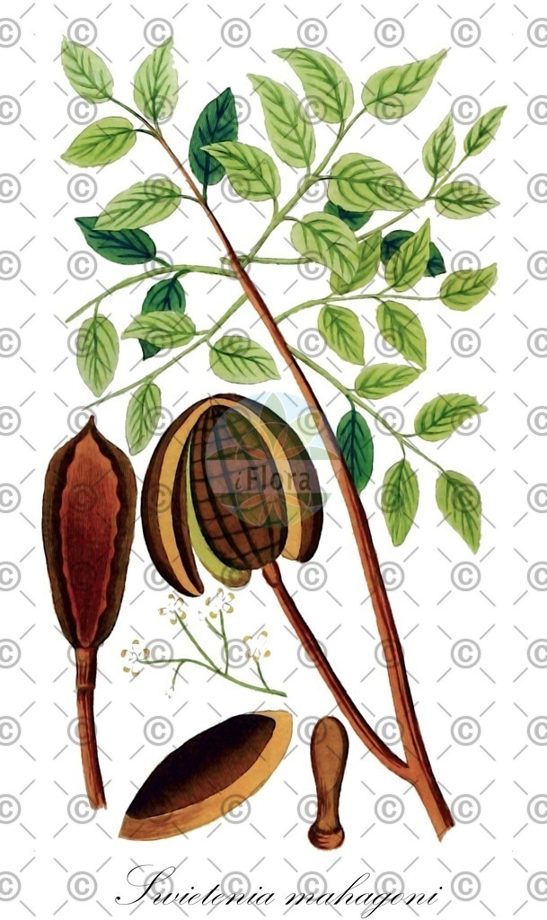 HistAbb_wfo-0000504292_2_ENZY_Simple | Historische Abbildung von Swietenia mahagoni - Meliaceae (Echter Mahagonibaum) | Historical Illustration of Swietenia mahagoni - Meliaceae