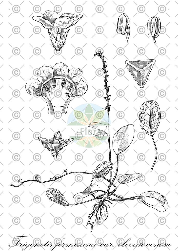HistAbb_wfo-0000750229_2_ENZY_Simple | Historische Abbildung von Trigonotis formosana var. elevatovenosa - Boraginaceae | Historical Illustration of Trigonotis formosana var. elevatovenosa - Boraginaceae