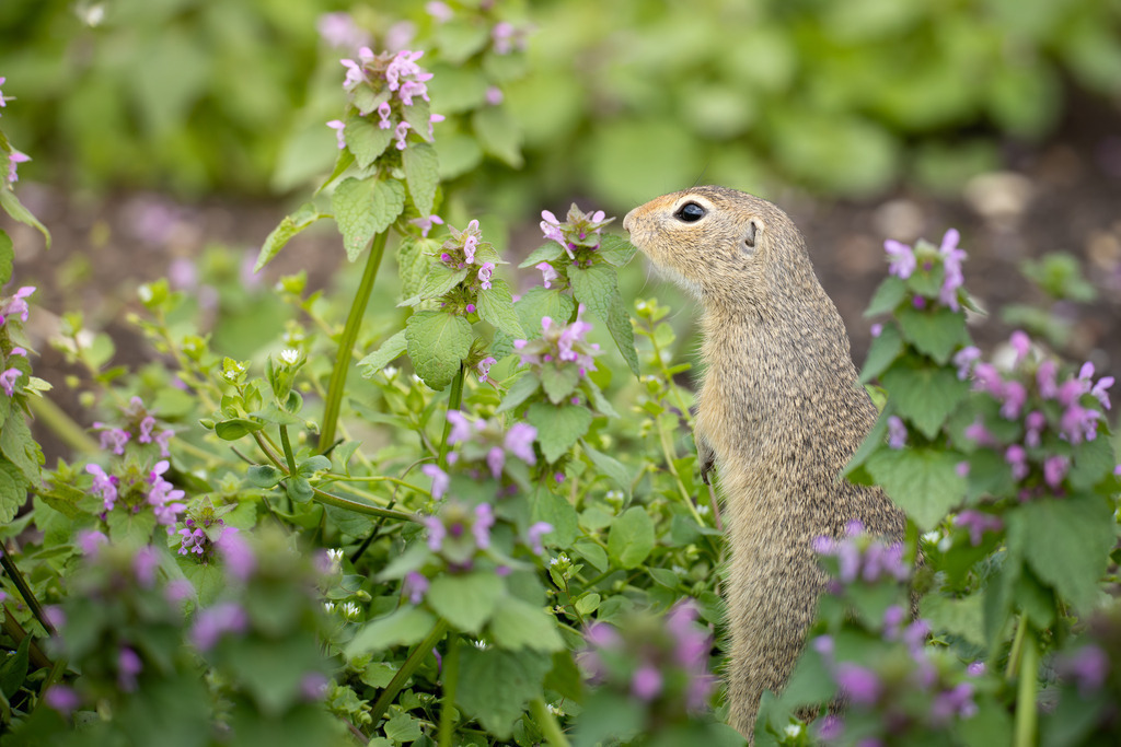 Das Ziesel | Das Ziesel (Spermophilus citellus), auch Europäisches Ziesel genannt, gehört zur Familie der Hörnchen, zu der auch das heimische Eichhörnchen und das Murmeltier zählen. Es ist ein faszinierender, wärmeliebender Kleinsäuger, dessen Lebensweise perfekt an die karge Umgebung offener Grassteppen und kurzrasiger Wiesen angepasst ist. Trotz seiner geringen Größe spielt das Ziesel eine wichtige Rolle in seinem Ökosystem und hat eine wechselhafte Geschichte im Verhältnis zum Menschen hinter sich. - Realisiert mit Pictrs.com