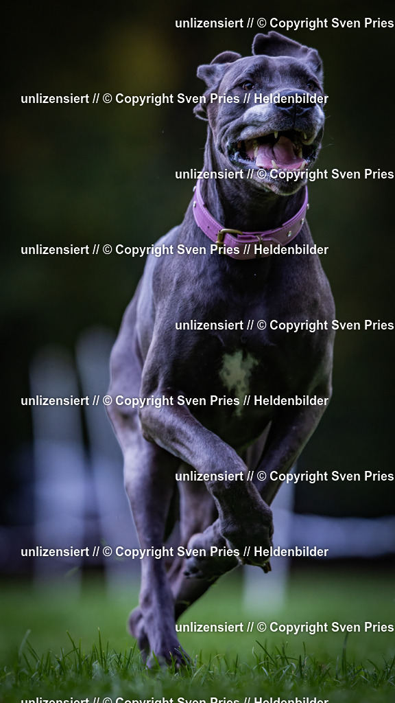 Sven Pries | 2024-10-19 - Hunderennen Ober-Grombach - Realisiert mit Pictrs.com