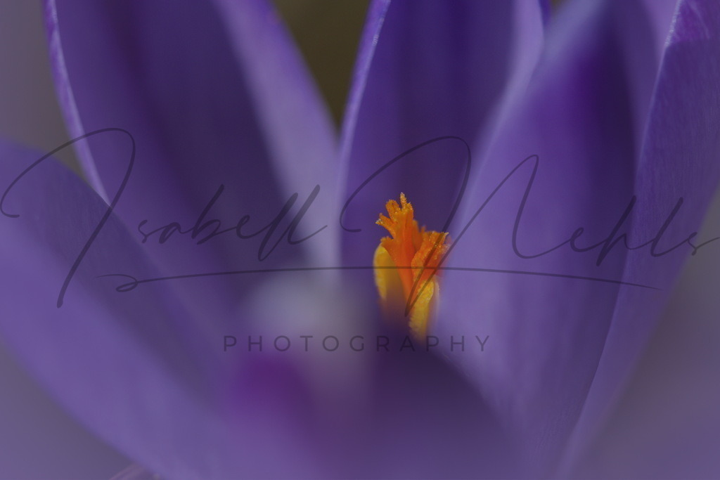 034_Blüte | i-n-photography - Realisiert mit Pictrs.com