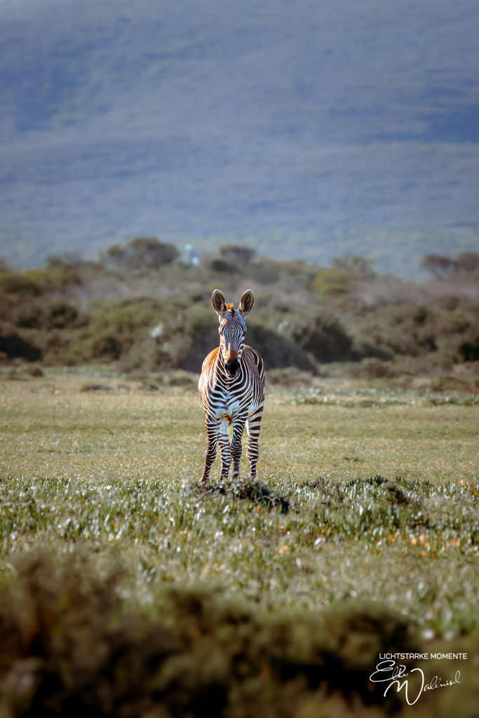 20231001-162546 SOUTHAFRIKA_-1 | Herzlich willkommen auf meiner Seite! Ich bin Elke Wallnisch, Deine Fotografin für lichtstarke Momente. Der Name steht für alles, was mich mit der Fotografie verbindet: Das Licht und seine machtvolle Wirkung auf eine Situation oder unsere Stimmung - Realisiert mit Pictrs.com