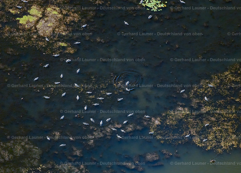 4040298 | LEIPZIG 14.09.2020 Schwane auf der Tümpel und Morast- Wasseroberfläche in einer Teichlandschaft in Leipzig im Bundesland Sachsen, Deutschland. // Swans on the ponds and Morast- water surface in a pond landscape in Leipzig in the state Saxony, Germany. Foto: Gerhard Launer