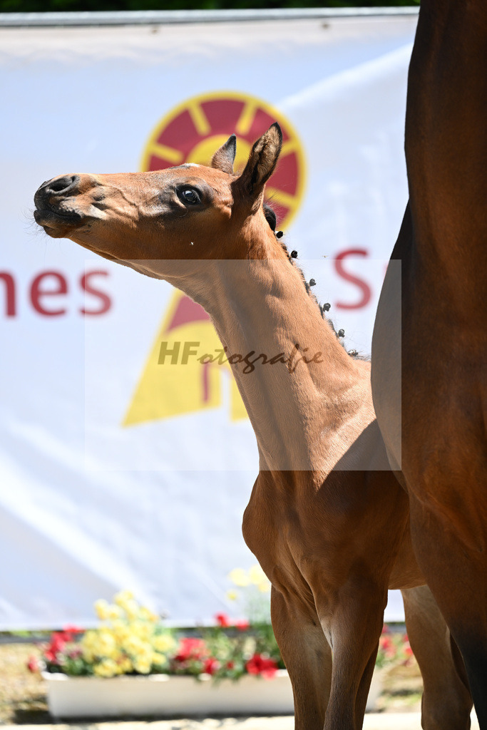 Kat-Nr. 33 HF Sezuans Donnerhall_Popp_12230933 | hf-fotografie - Realizzato con Pictrs.com