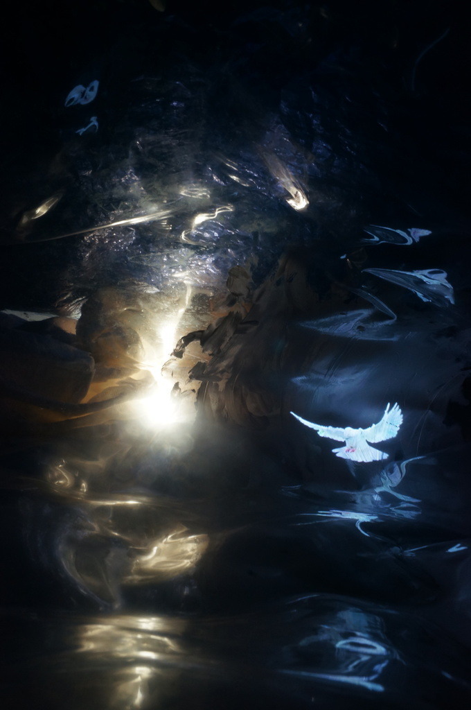 Taube | cornelia-geissler - Realisiert mit Pictrs.com