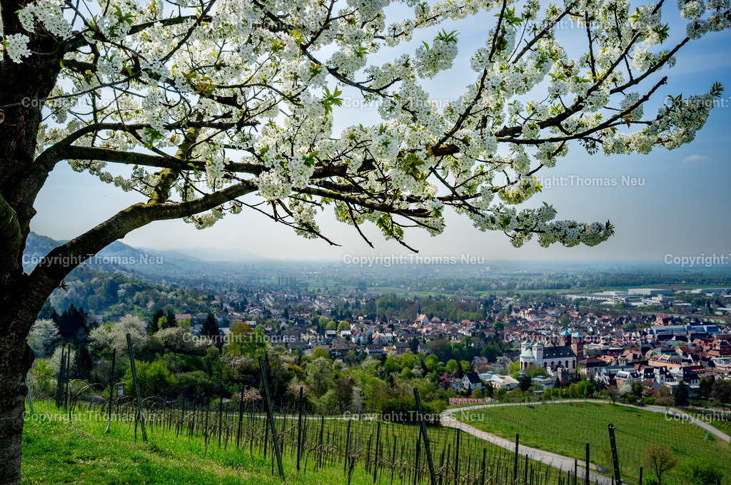 Kirchberg-Bensheim-Bergstrasse-Fotografie_Thomas-Neu | ,Blick vom Kirchberg in Benshiem in Richtung Süd-West, unten liegt die Innenstadt von Bensheim mit der Pfarrkirche Sankt Georg, Bild: Thomas Neu