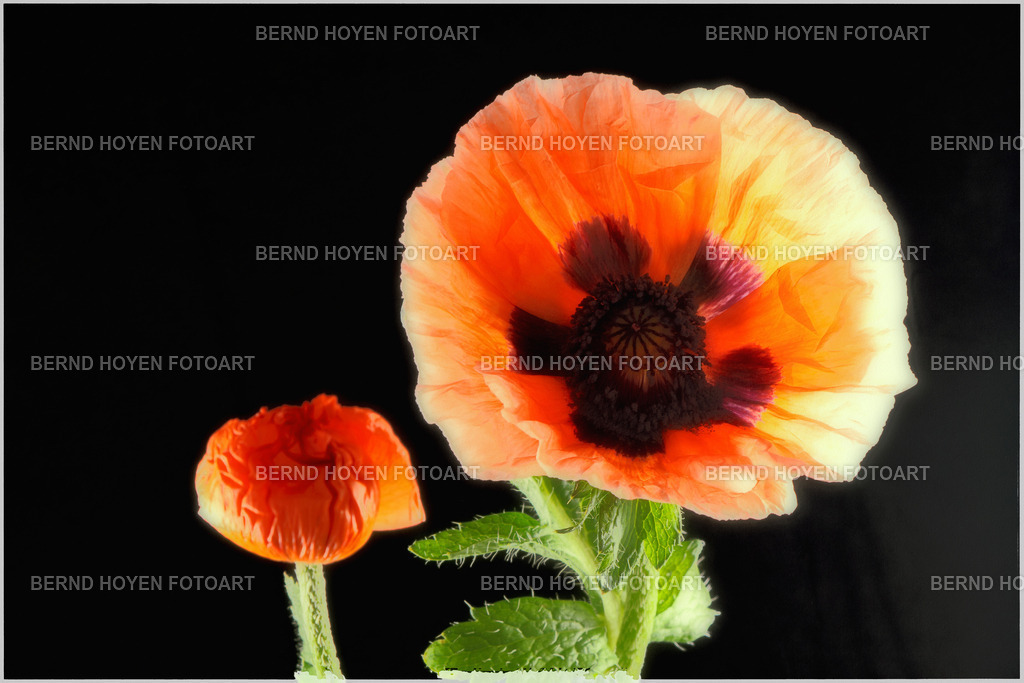 come on | Portrait einer Mohnblume. Durch die nachträgliche Bildbearbeitung der Nahaufnahme entstand ein malerischer Effekt. | Portrait of a poppy flower. A painterly effect was created by subsequently editing the close-up. - Realisiert mit Pictrs.com