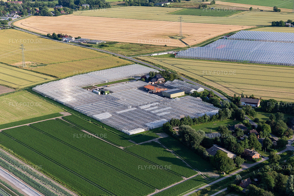 Luftbild: Glasdach- Flächen in den Gewächshausreihen zur Gemüsezucht von Diener Hermannerweide im Ortsteil Schülperweide in Schülp im Bundesland Schleswig-Holstein in Deutschland. – Foto: IMG_0007338.jpg vom 10.07.2021 durch Werner Riehm/FLY-FOTO.de – Auflösung des Originals: 5472 x 3648 px