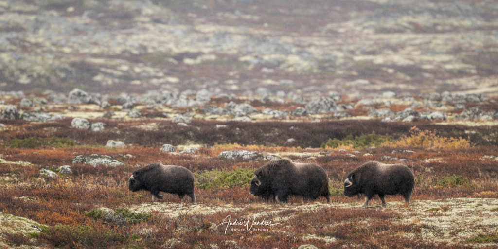 Vorzeit in Bewegung | Andre Wandrei - Nature Artworx - Realisiert mit Pictrs.com