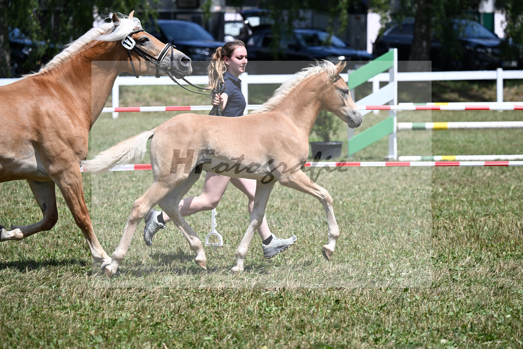 Kat-Nr. 17 HF v. All Star x Starkwind_Weber_22250402 | hf-fotografie - Realisiert mit Pictrs.com