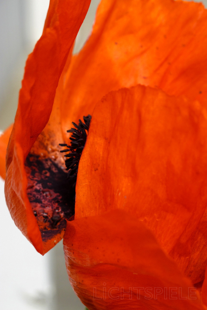 Mohnblüte | Mohnblüte - Realisiert mit Pictrs.com