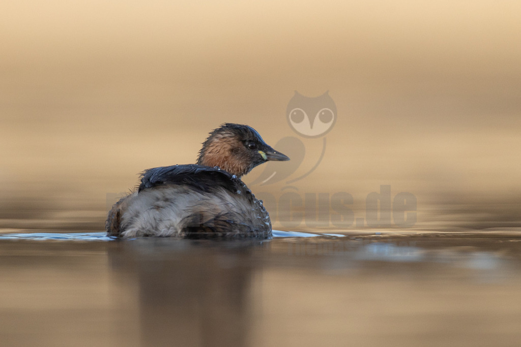 R5M27702_20251227 | Ein Zwergtaucher (Tachybaptus ruficollis) schwimmt auf ruhigem, spiegelndem Wasser. Der Vogel ist von der Seite zu sehen, sein Gefieder ist dunkelbraun bis schwarz auf dem Rücken und rötlich-braun am Hals und Kopf. Der Schnabel ist dunkel mit einem gelblichen Fleck an der Basis. Der Hintergrund ist unscharf und in warmen Beige- und Goldtönen gehalten, was eine friedliche Atmosphäre schafft. Wassertropfen sind auf dem Rücken des Vogels sichtbar. - Realisiert mit Pictrs.com