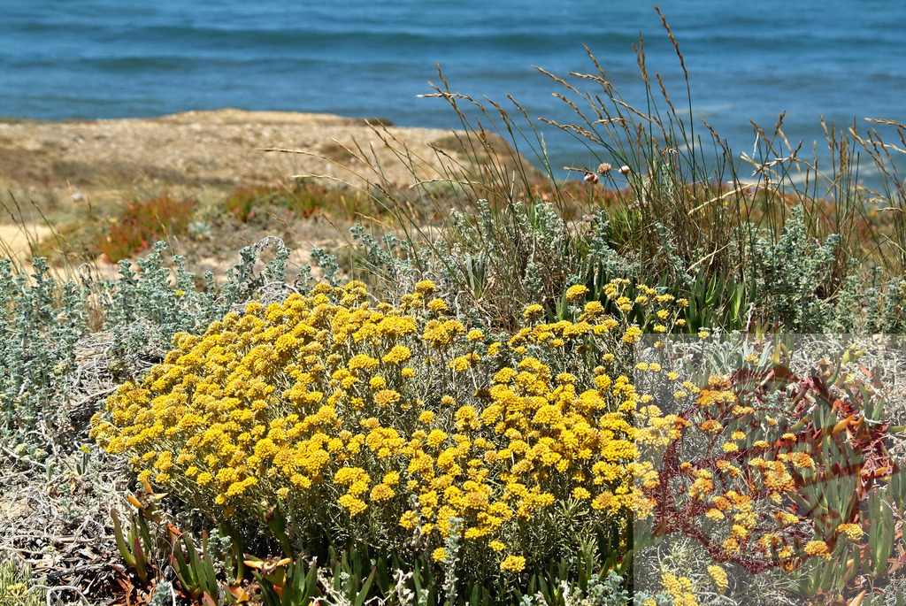 Yellow flowers blooming on coastal cliff overlooking ocean. Centro Portugal | Helichrysum flowers thriving on a sandy coastline with the blue ocean in the background - Realisiert mit Pictrs.com
