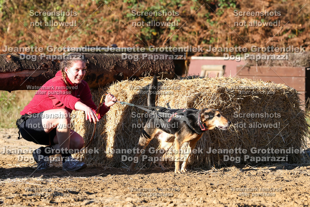 Dog Paparazzi - Strongdog 10-25-1219 | Dog Paparazzi Jeanette Grottendiek Fotografie & Videografie - Realisiert mit Pictrs.com