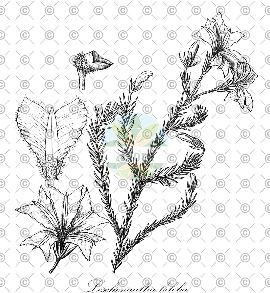 HistAbb_wfo-0001169044_1_ENZY_Simple | Historische Abbildung von Leschenaultia biloba - Goodeniaceae | Historical Illustration of Leschenaultia biloba - Goodeniaceae