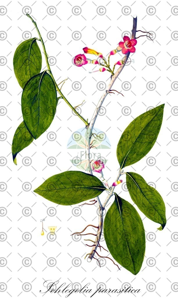 HistAbb_wfo-0001134603_1_ENZY_Simple | Historische Abbildung von Schlegelia parasitica - Schlegeliaceae | Historical Illustration of Schlegelia parasitica - Schlegeliaceae