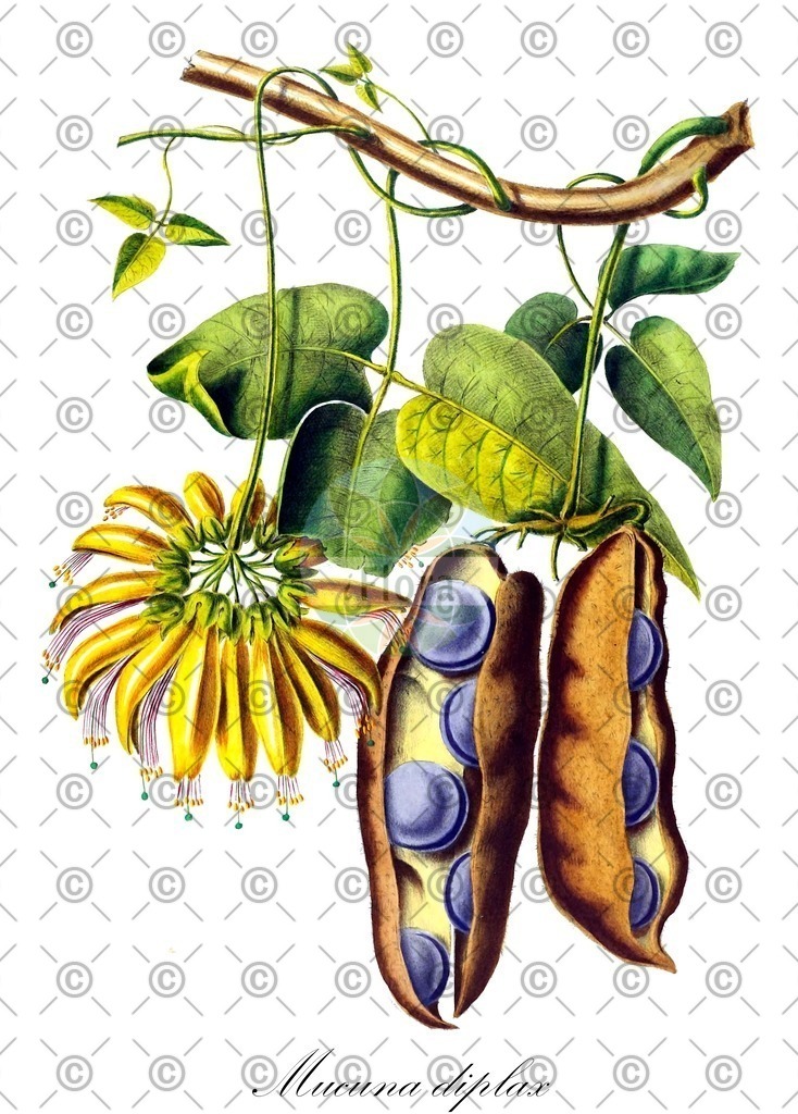 HistAbb_wfo-0001332659_1_ENZY_Simple | Historische Abbildung von Mucuna diplax - Fabaceae | Historical Illustration of Mucuna diplax - Fabaceae