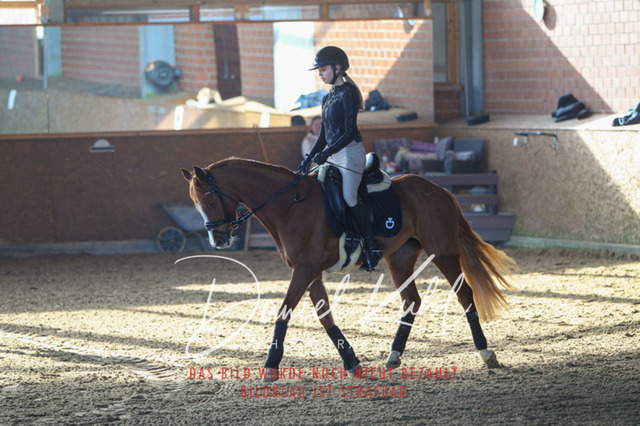 DKP42145 | Turniersportfotografie; Pferdefotografie; Dressurfotografie