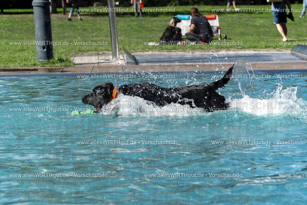 Hundeschwimmen_Volksbad_2026-allesWIRTHgut_Tierfotografie-2609061326-FAY06747 | Professionelle Tierfotografie in Mönchengladbach von Daniel Wirth (allesWIRTHgut). Liebevolle & natürliche Bilder von Hunden & Katzen für unvergessliche Erinnerungen.