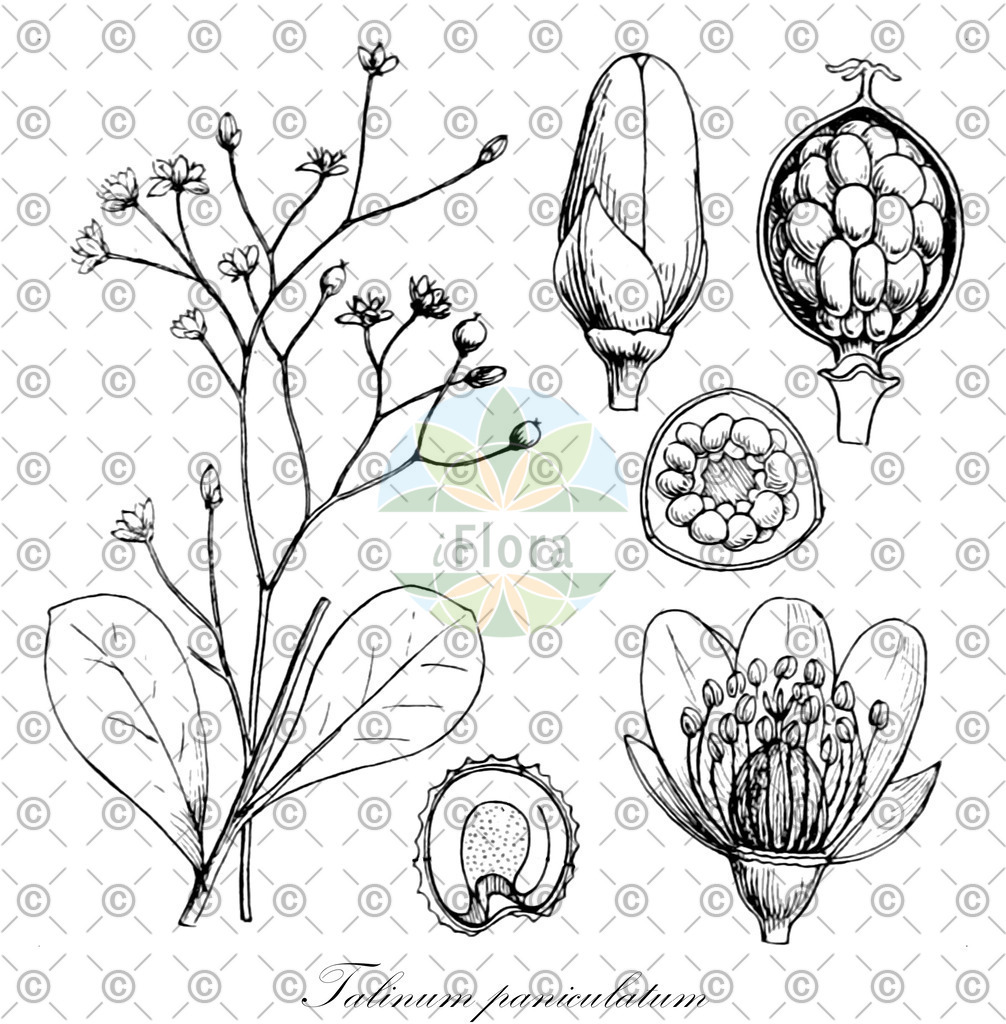 Histabb_EMP_152774_SRC_Koehler_1887_SIMPLE | Historische Abbildung von Talinum paniculatum - Talinaceae | Historical Illustration of Talinum paniculatum - Talinaceae (jewels of opar;pink baby-breath)