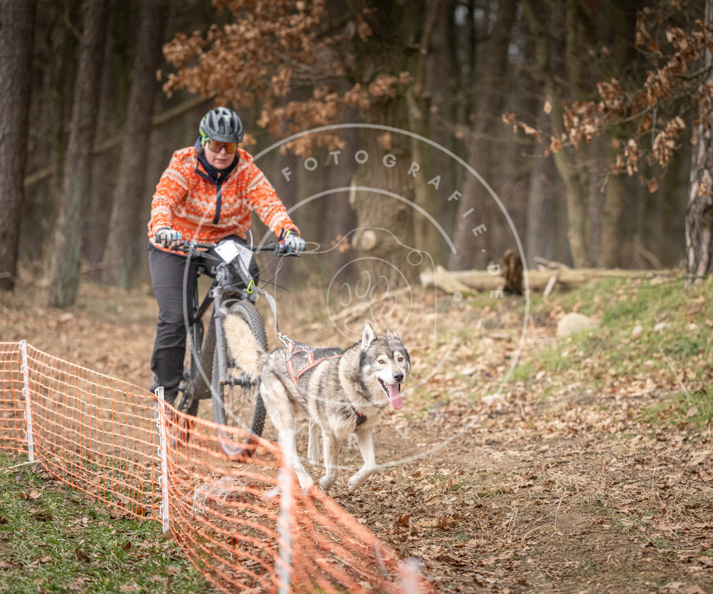 Pfotenfotografie_DV3A1685 | Hundefotografie, Tierfotograf, Pfotenfotografie, Fotoshooting Hund, Hunde Portrait, Hundesport, Hundeportraits, Heideshooting, Hunde, Sportfotograf, Hundefotograf, Turnierhundsport, THS,  - Realisiert mit Pictrs.com