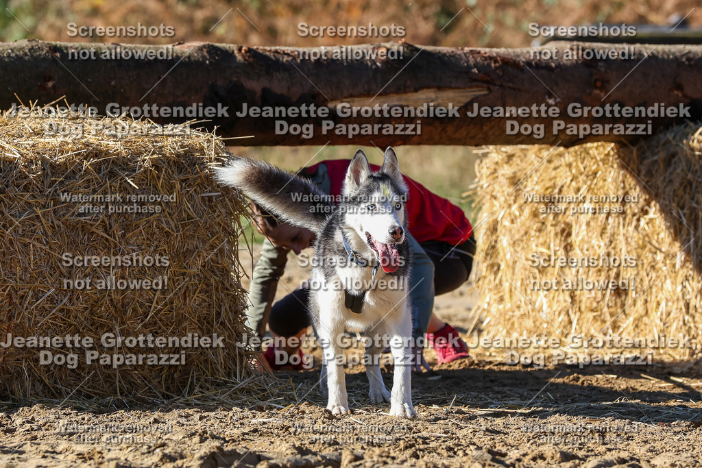 Dog Paparazzi - Strongdog 10-25-2611 | Dog Paparazzi Jeanette Grottendiek Fotografie & Videografie - Realisiert mit Pictrs.com