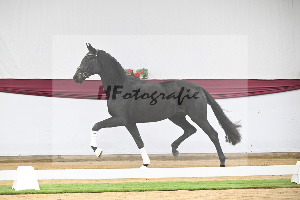 Kat-Nr. 112 Fynch Hatton x Damon Hill_Sibille Hachtel_47253379 | hf-fotografie - Realisiert mit Pictrs.com