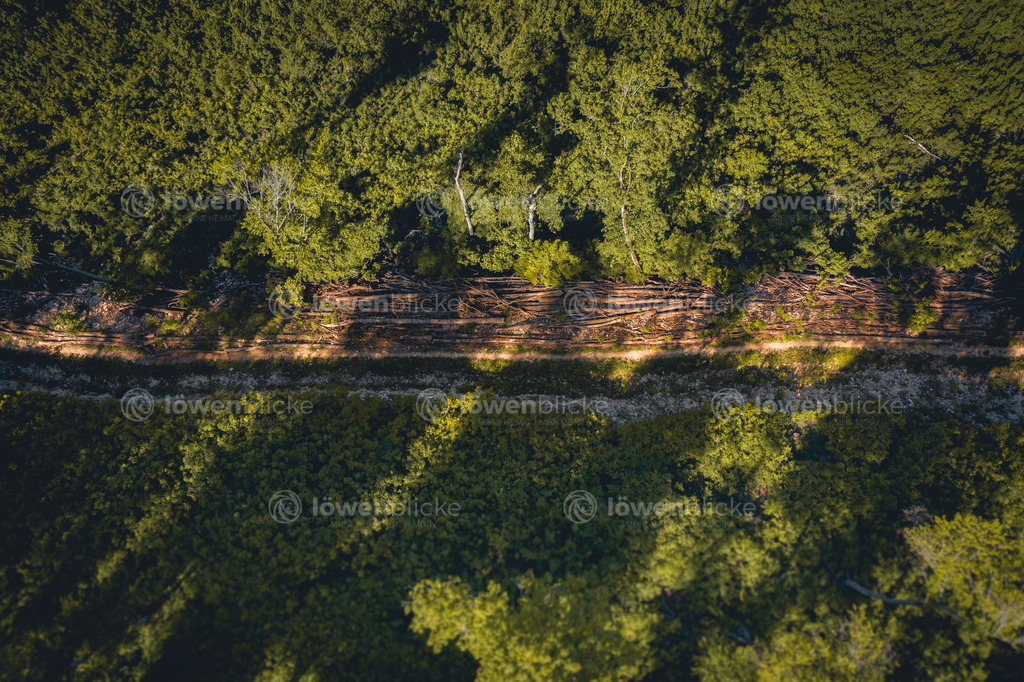 Waldweg bei Weißenstein im Sommer | löwenblicke | shop